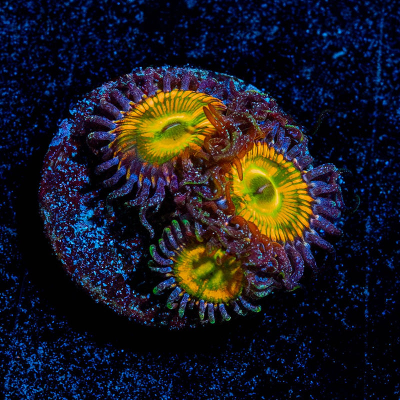Sunny D Zoanthid