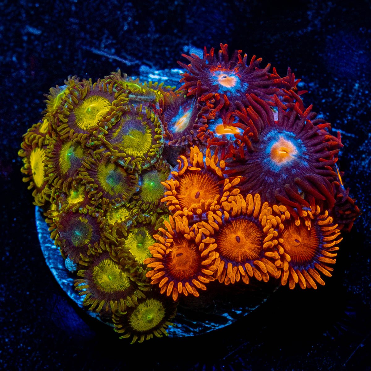 Zoa Combo Plug - riptide aquaculture llc