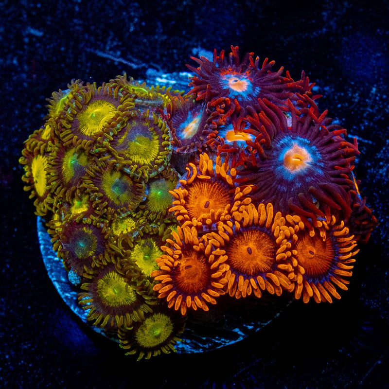 Zoa Combo Plug