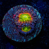 Tinker Bells Zoanthid - riptide aquaculture llc
