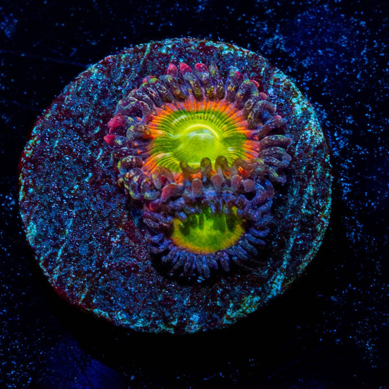 Tinker Bells Zoanthid
