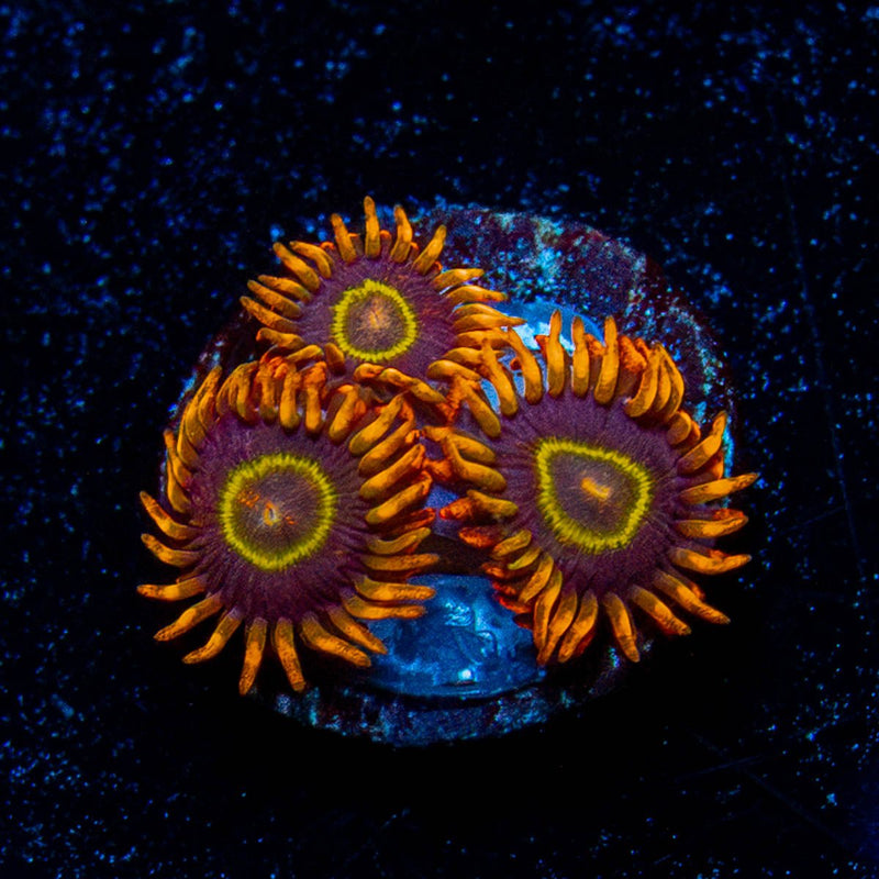 Rainbow Hornet Zoanthid