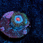 Miami Vice Zoanthid - riptide aquaculture llc