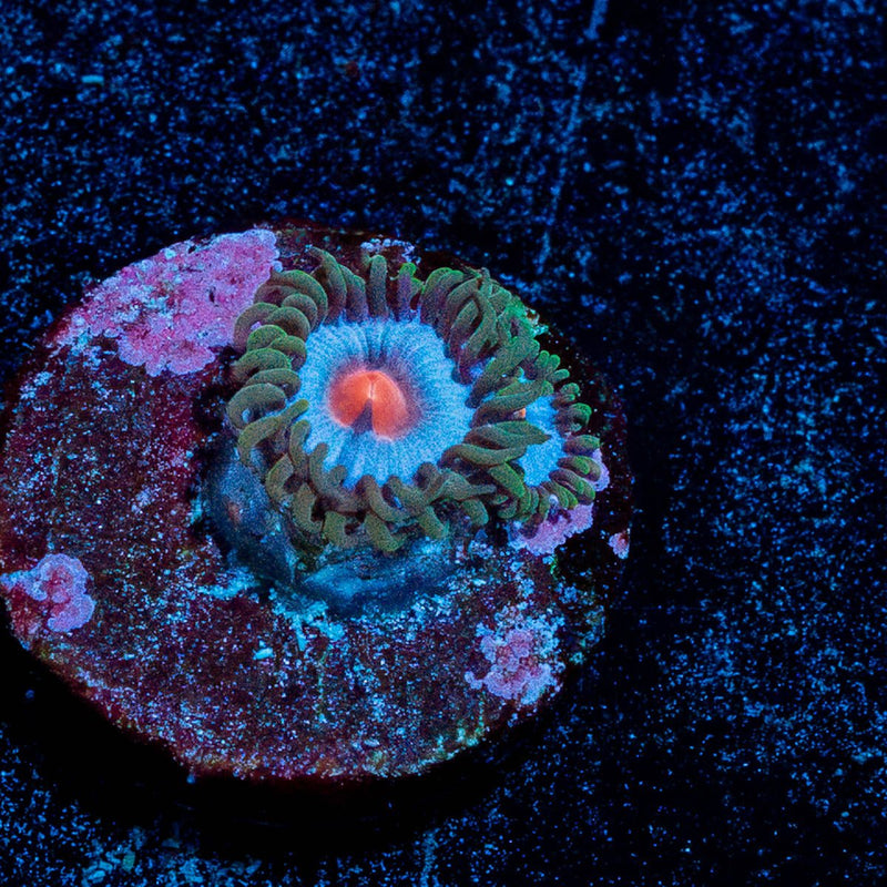 Miami Vice Zoanthid