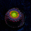Tinker Bells Zoanthid - riptide aquaculture llc