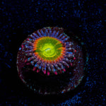 Tinker Bells Zoanthid - riptide aquaculture llc