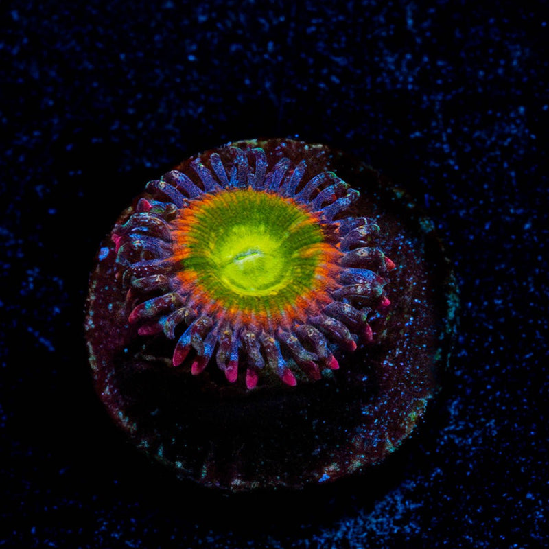 Tinker Bells Zoanthid