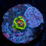 Scarlet Fever Zoanthid - riptide aquaculture llc