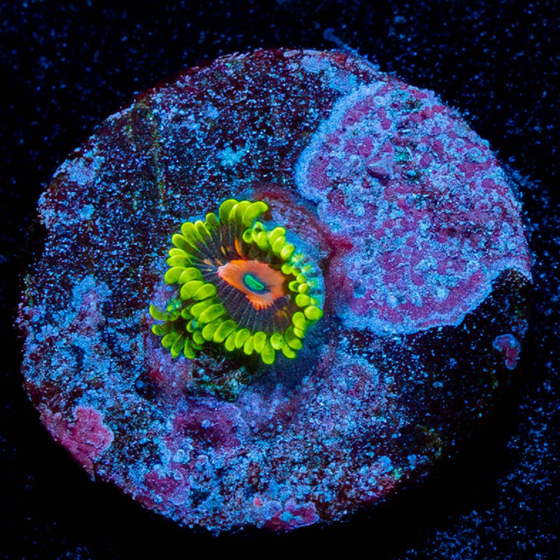 Scarlet Fever Zoanthid
