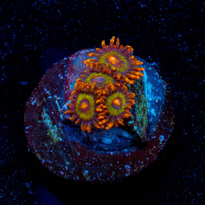 Fruit Loops Zoanthid