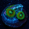Goofball Zoanthid - riptide aquaculture llc