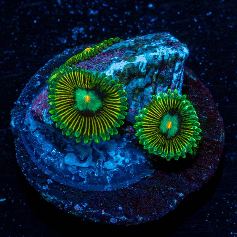 Goofball Zoanthid