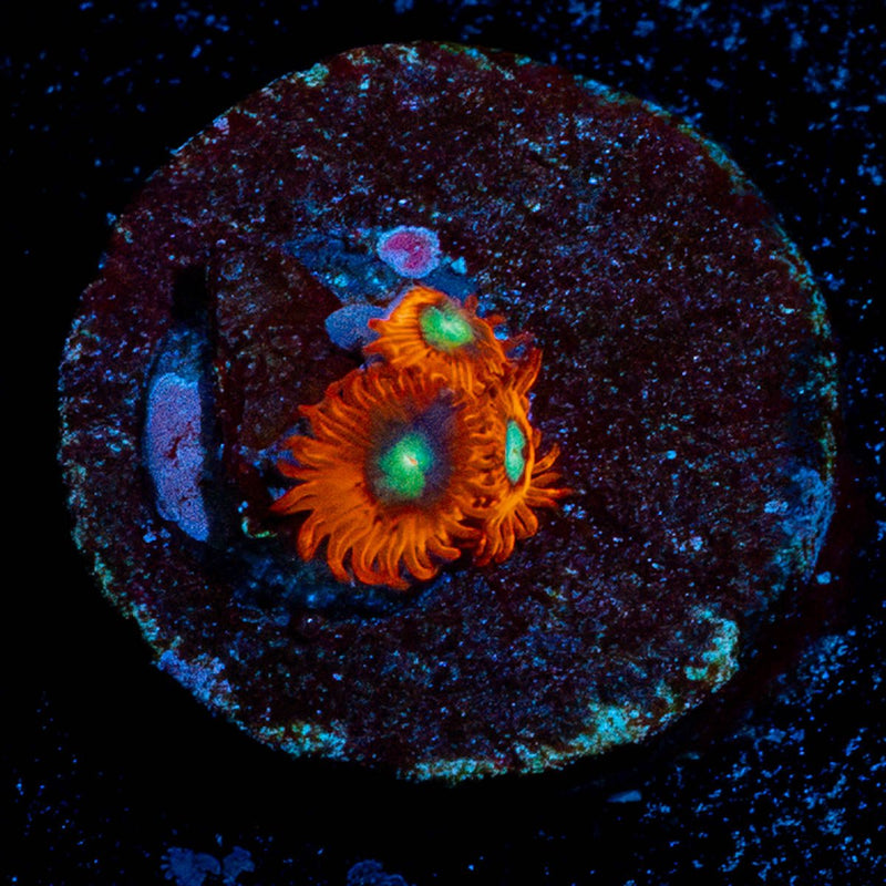 Charmander Zoanthid