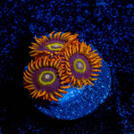 Rainbow Hornet Zoanthid - riptide aquaculture llc