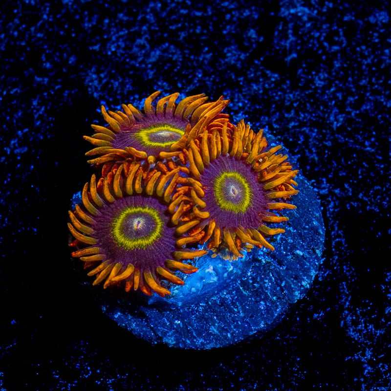 Rainbow Hornet Zoanthid