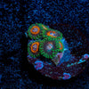 Fairy Tales Zoanthid - riptide aquaculture llc