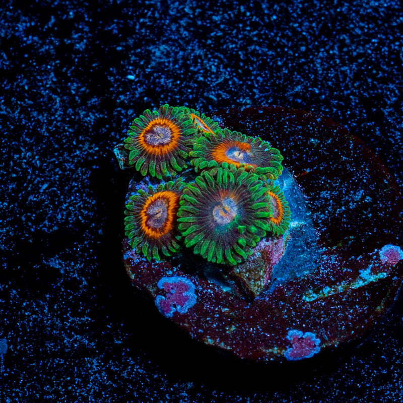 Fairy Tales Zoanthid