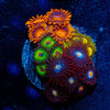 Zoa Combo Plug - riptide aquaculture llc