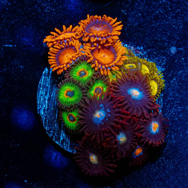 Zoa Combo Plug