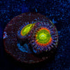 Tinker Bells Zoanthid - riptide aquaculture llc