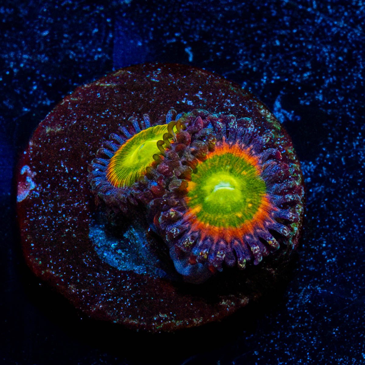Tinker Bells Zoanthid - riptide aquaculture llc