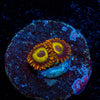 Fruit Loops Zoanthid - riptide aquaculture llc