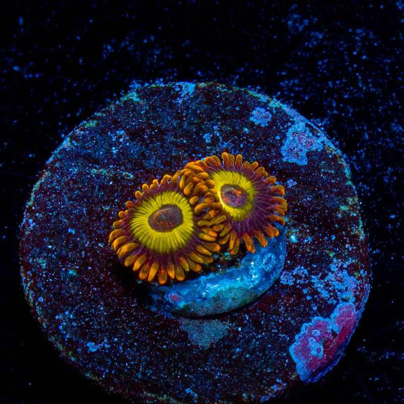 Fruit Loops Zoanthid