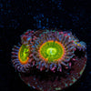 Tinker Bells Zoanthid - riptide aquaculture llc