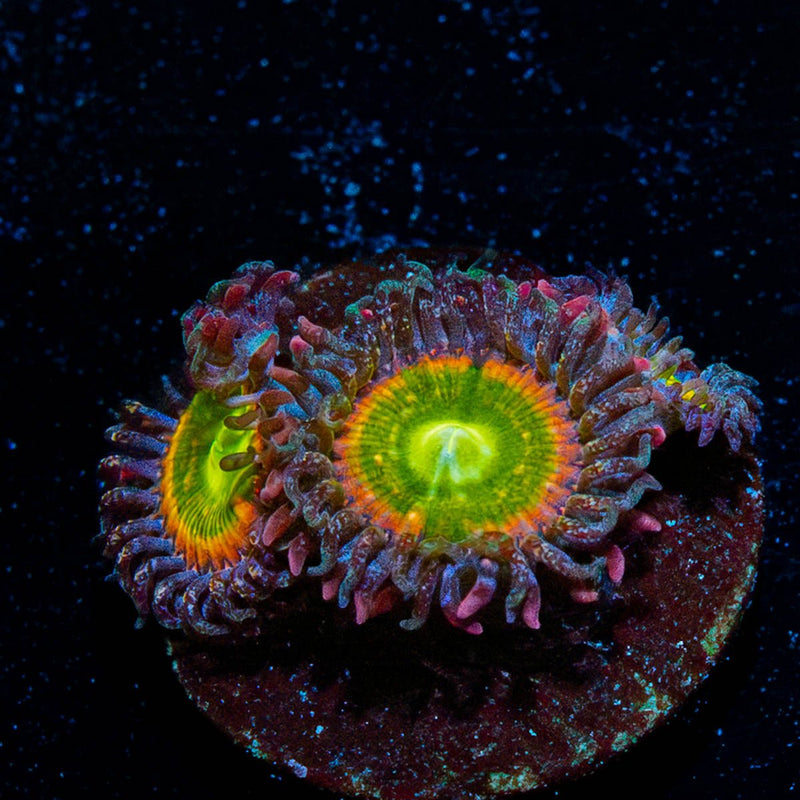 Tinker Bells Zoanthid