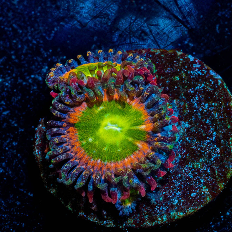 Tinker Bells Zoanthid