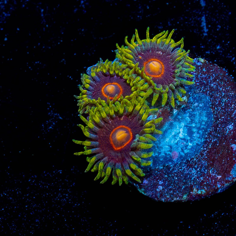 Jawbreaker Hornet Zoanthid