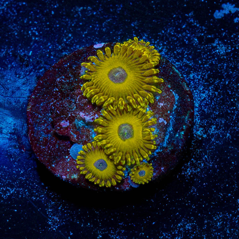 Pikachu Zoanthid