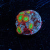 WWC Viridian Zoanthid - riptide aquaculture llc