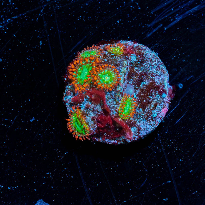 WWC Viridian Zoanthid