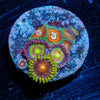 Zoa Combo Plug - riptide aquaculture llc