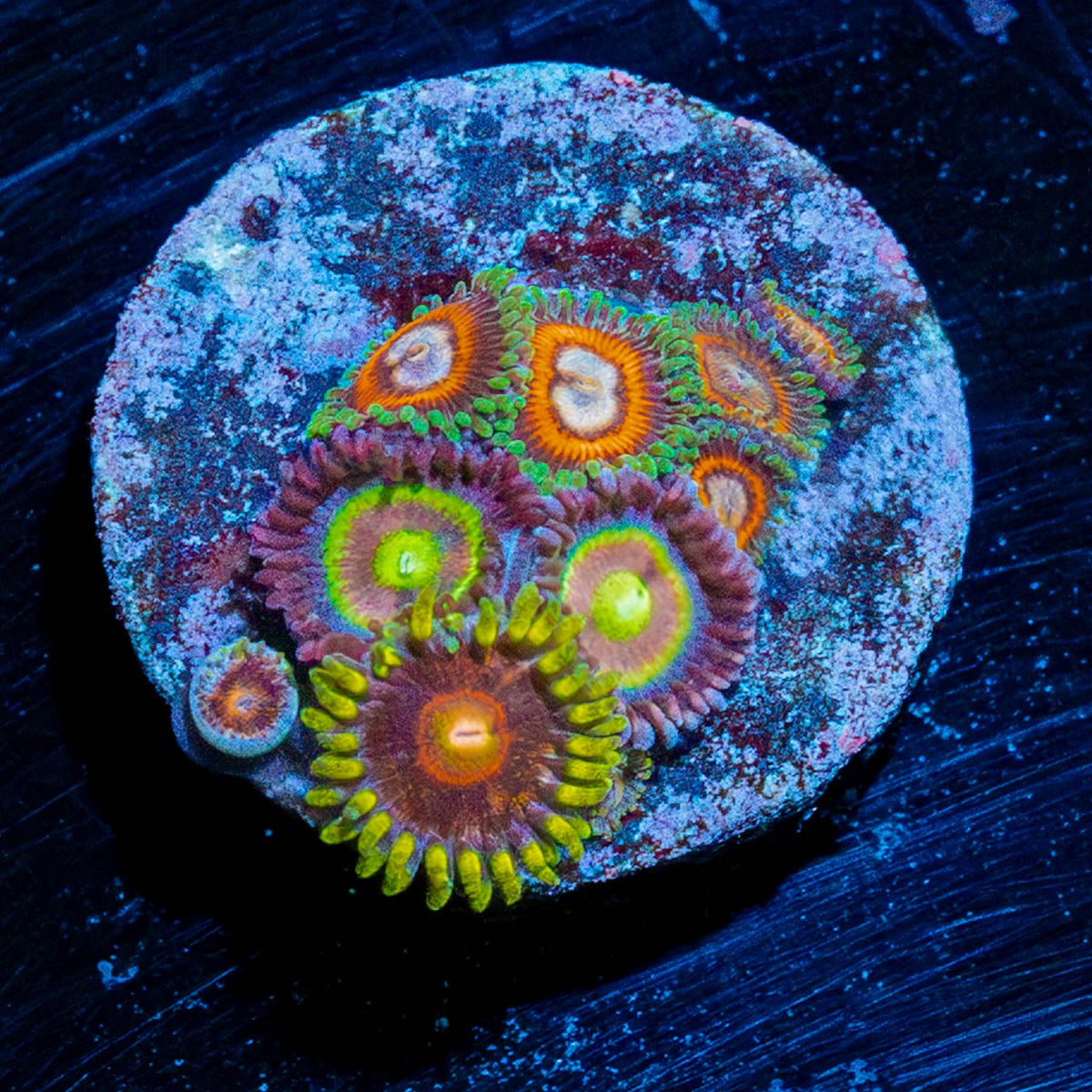 Zoa Combo Plug - riptide aquaculture llc