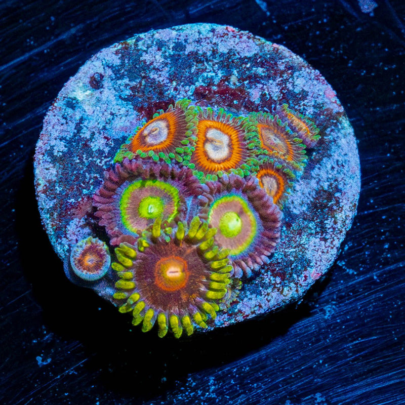Zoa Combo Plug