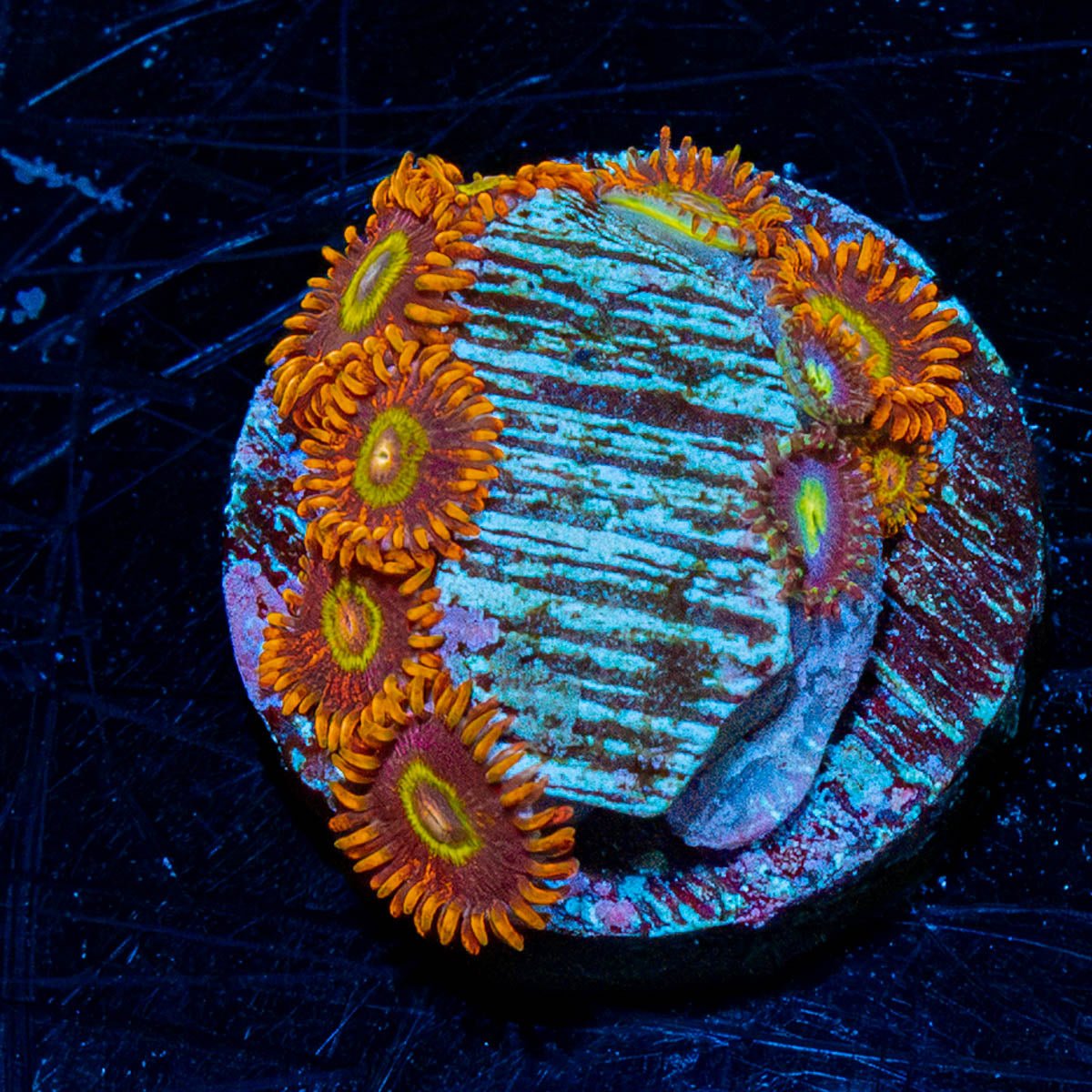 Rainbow Hornet Zoanthid - riptide aquaculture llc