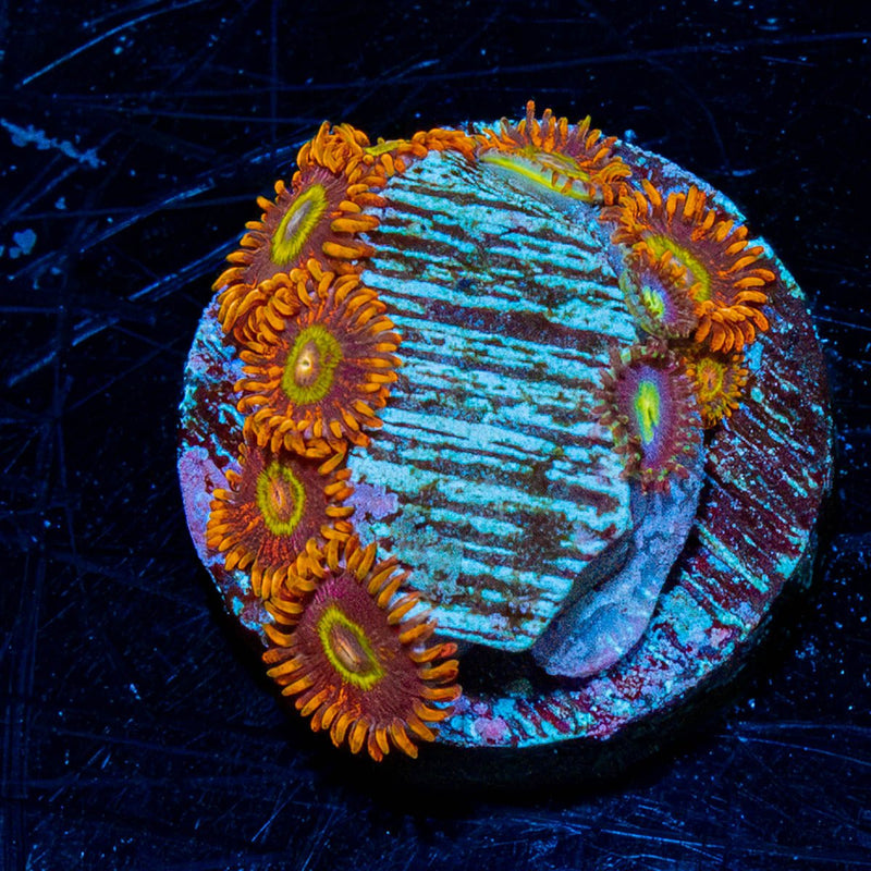 Rainbow Hornet Zoanthid