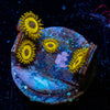 King Midas Zoanthid - riptide aquaculture llc
