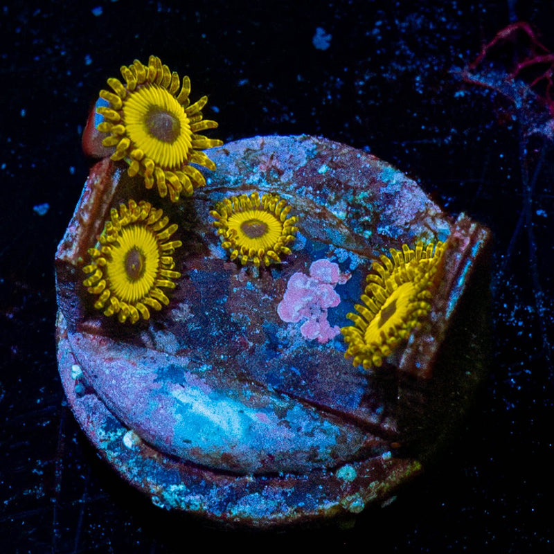 King Midas Zoanthid