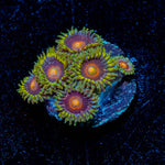 Jawbreaker Hornets Zoanthid - riptide aquaculture llc