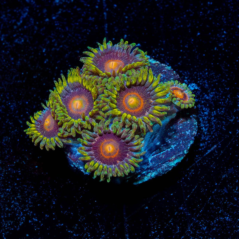 Jawbreaker Hornets Zoanthid