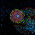 Psychosis Zoanthid - riptide aquaculture llc