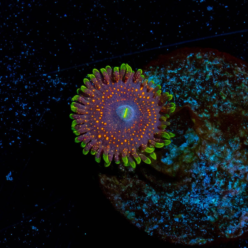 Psychosis Zoanthid