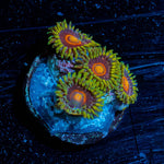 Jawbreaker Hornets Zoanthid - riptide aquaculture llc