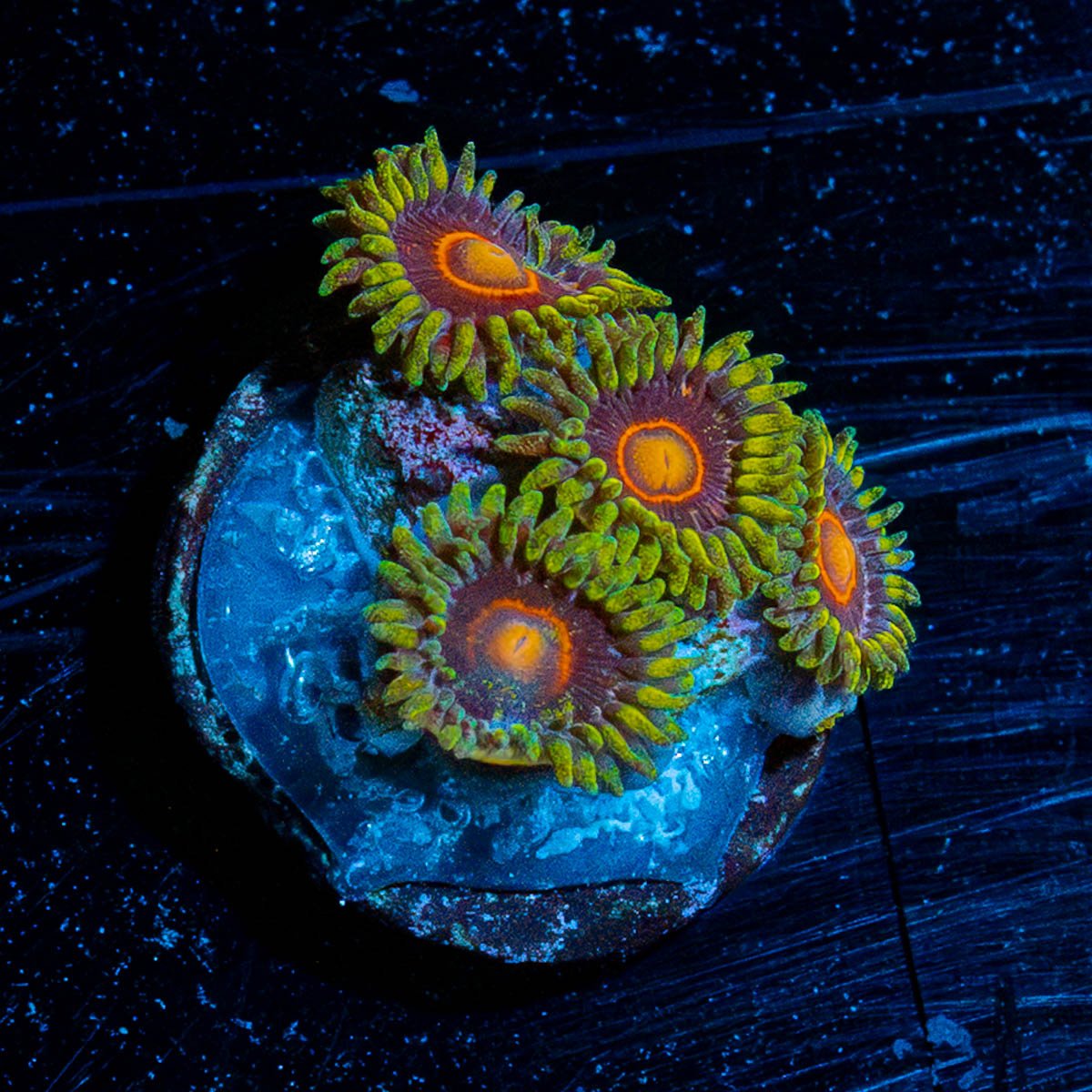 Jawbreaker Hornets Zoanthid - riptide aquaculture llc