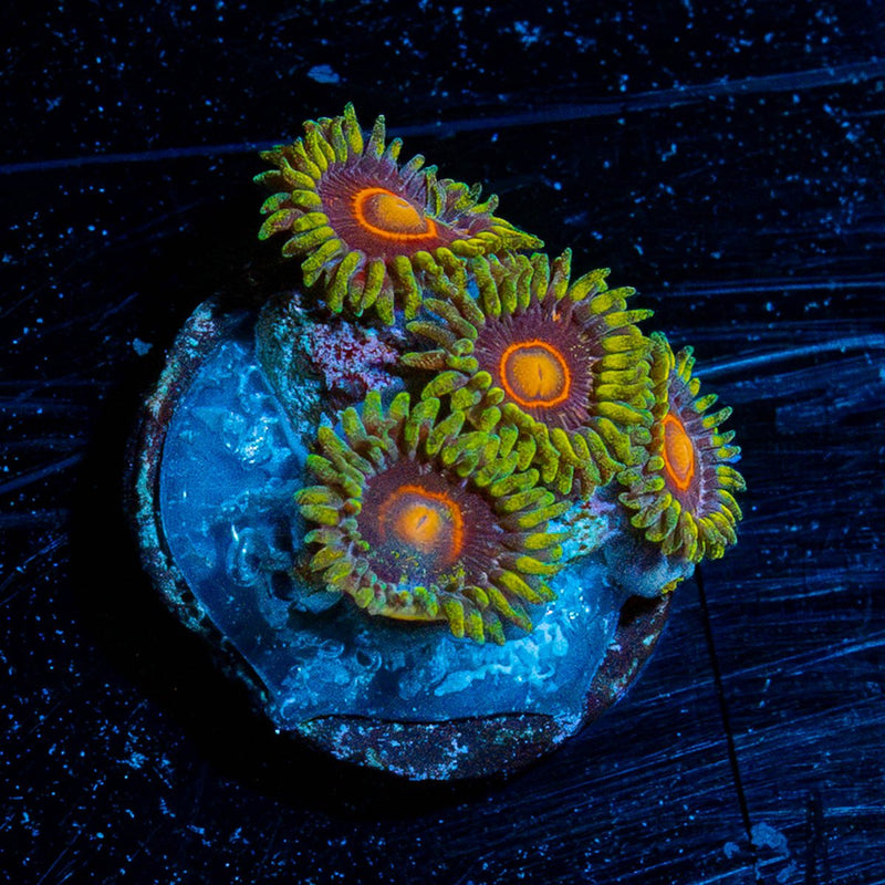 Jawbreaker Hornets Zoanthid