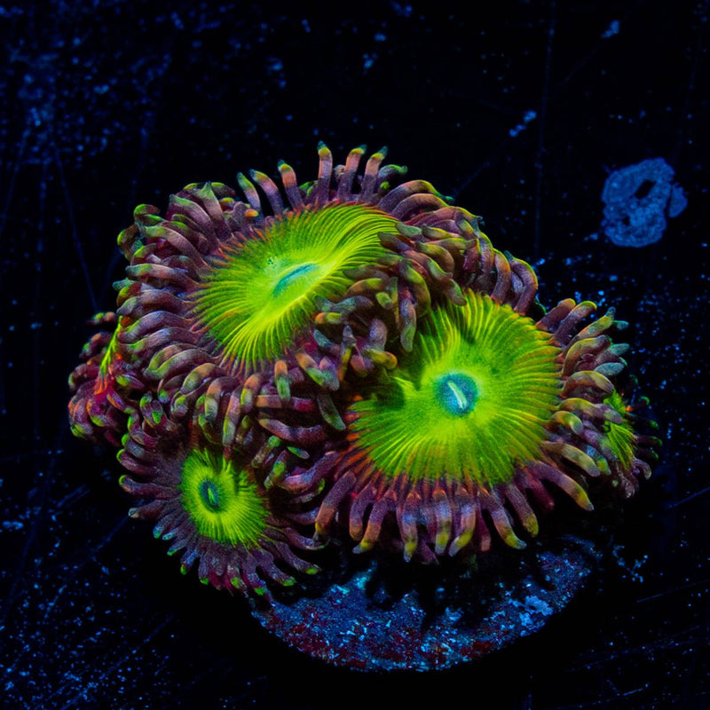 Rainbow Troll Zoanthid
