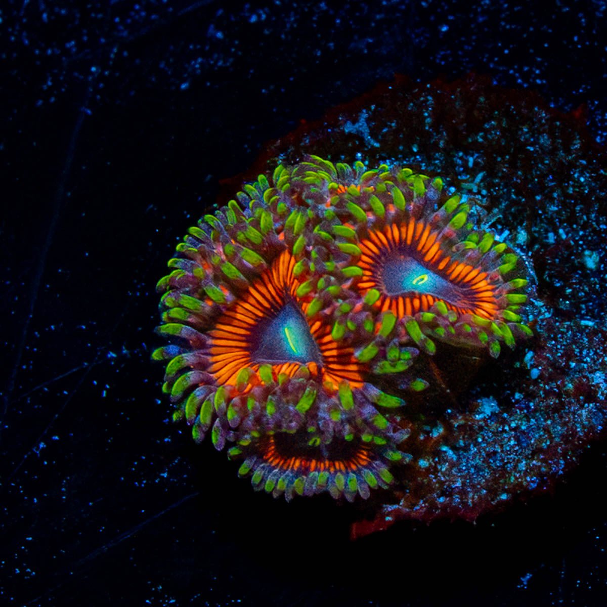 Cotton Candy Zoanthid - riptide aquaculture llc